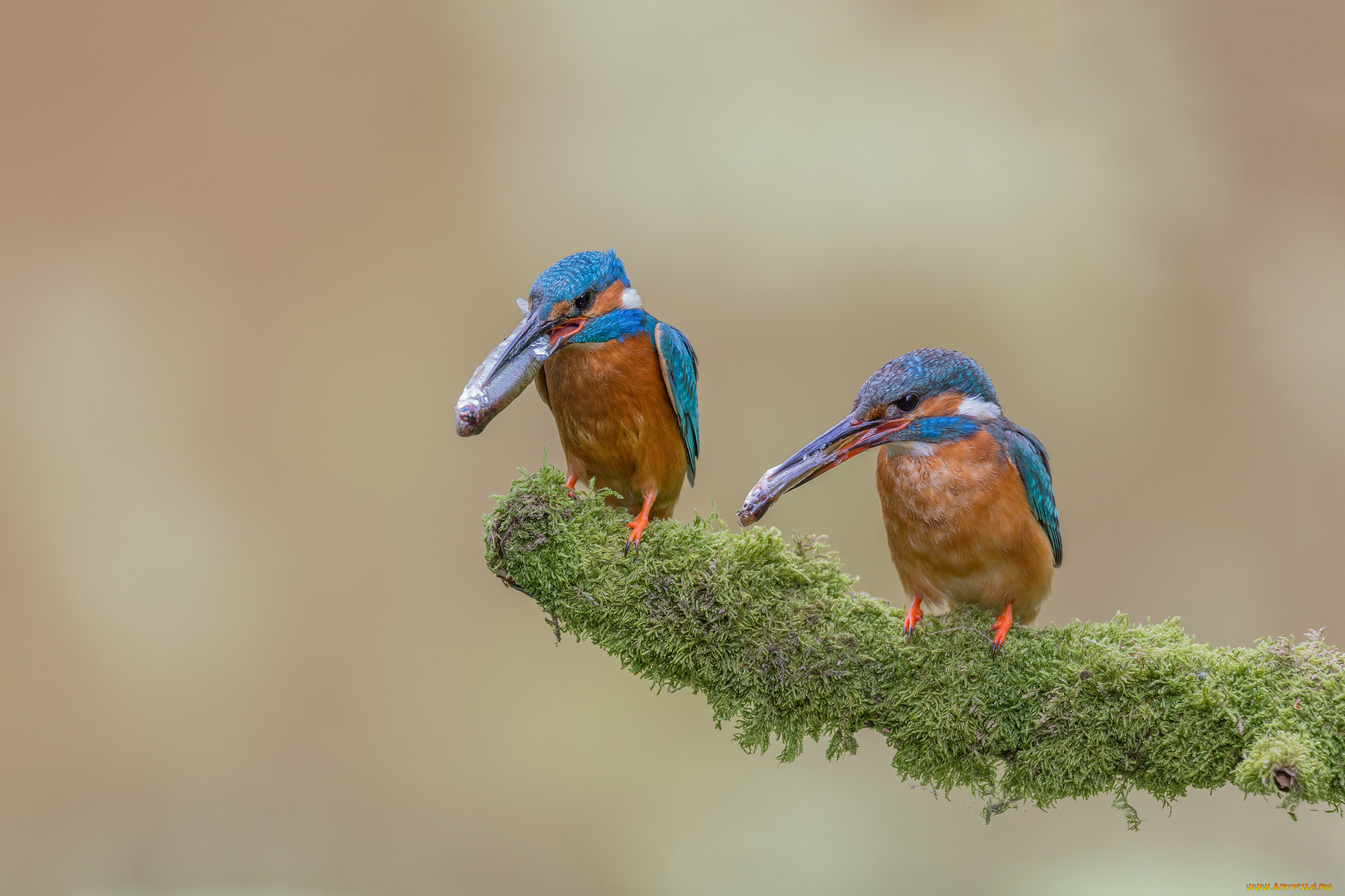 Fishing birds. Гнездо зимородка. Обыкновенный Зимородок. Зимородок птенец. Обыкновенный Зимородок птенец.